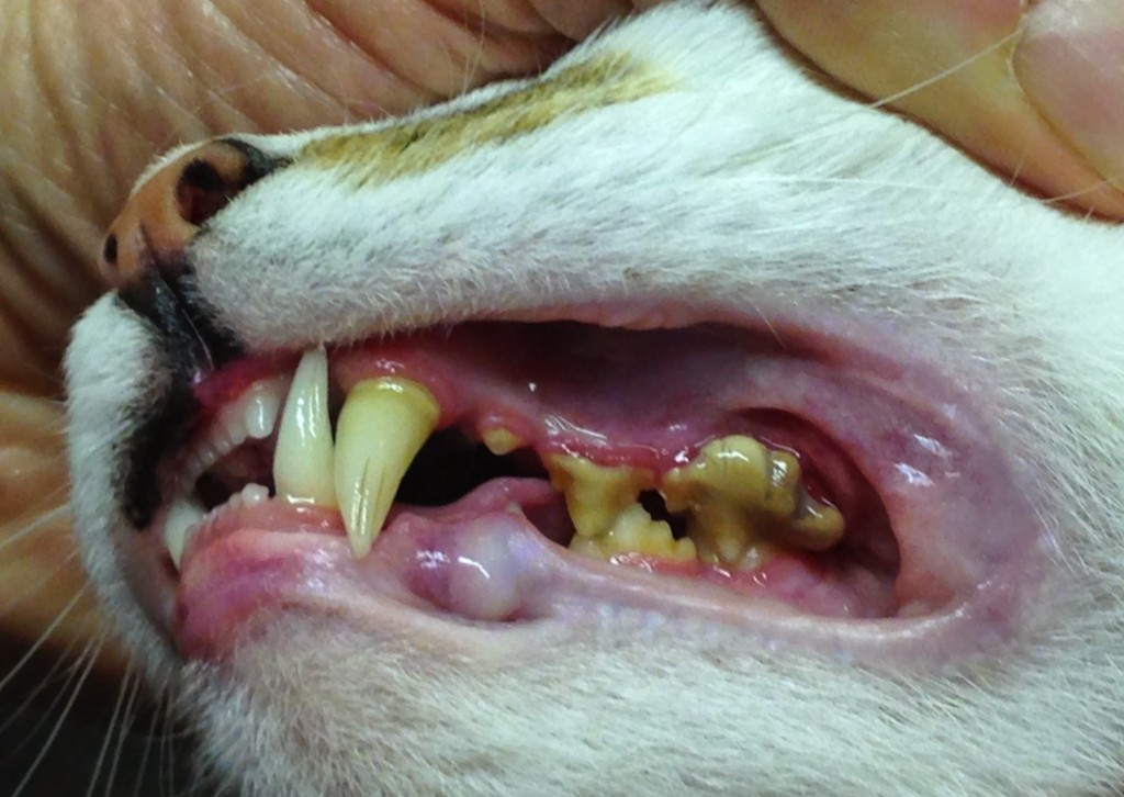 Periodontal Disease_Cat Becker Animal Hospital