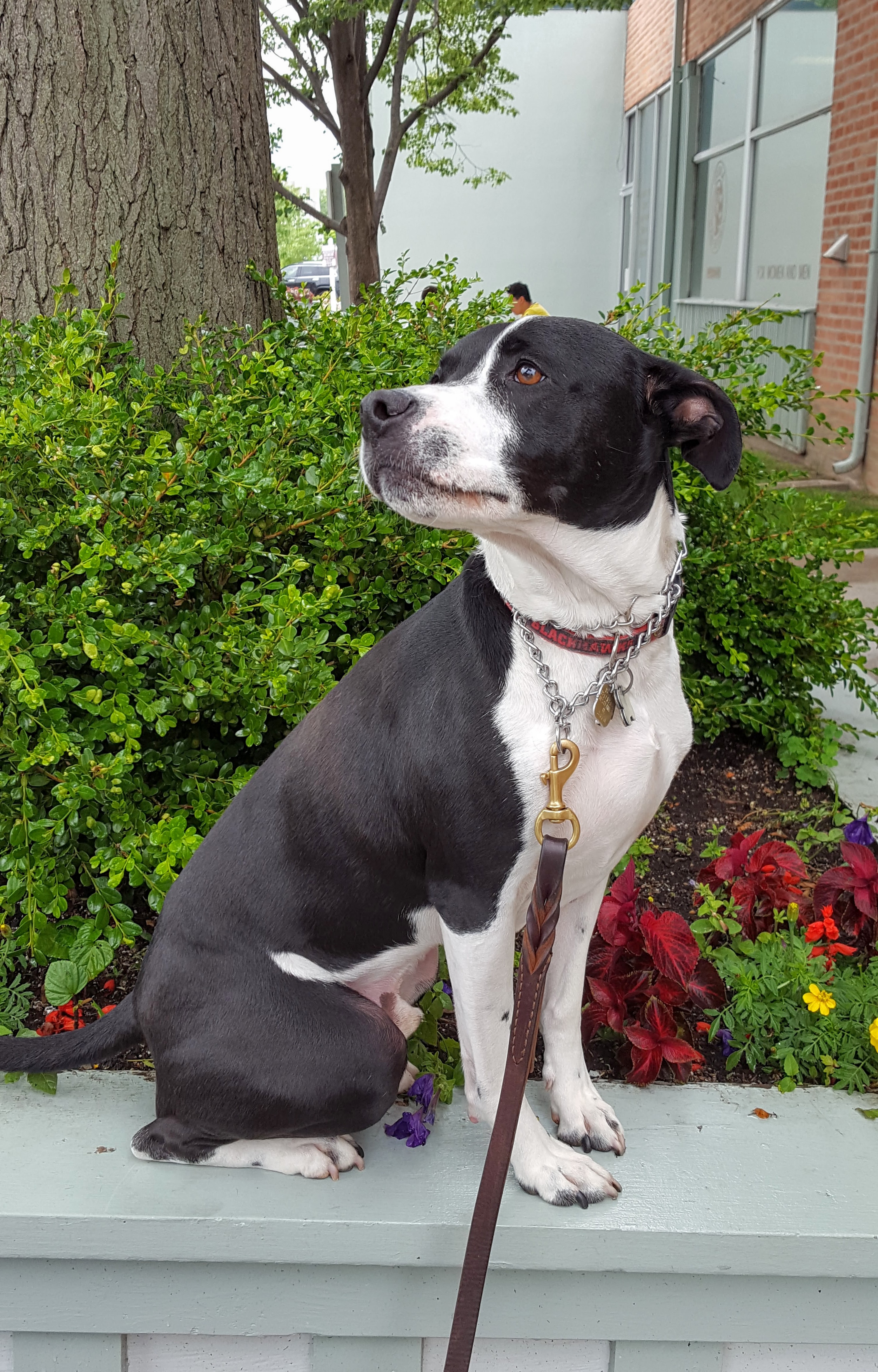 royal canin genetic health analysis cost