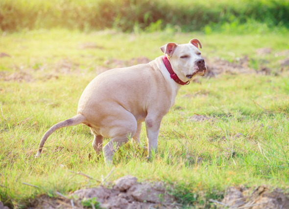 Giardia Dog Straining to Defecate