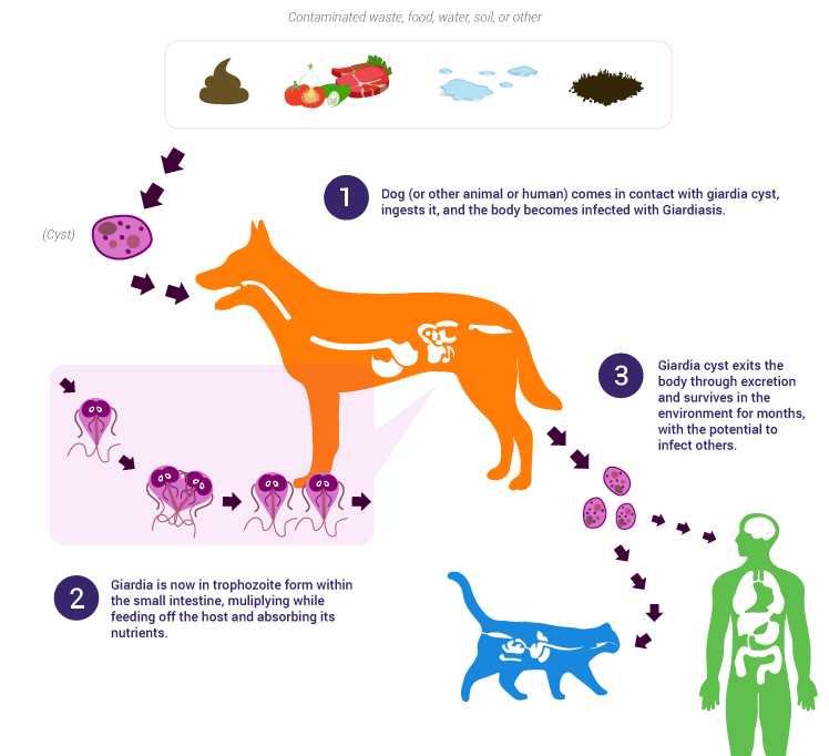 giardia life cycle in humans